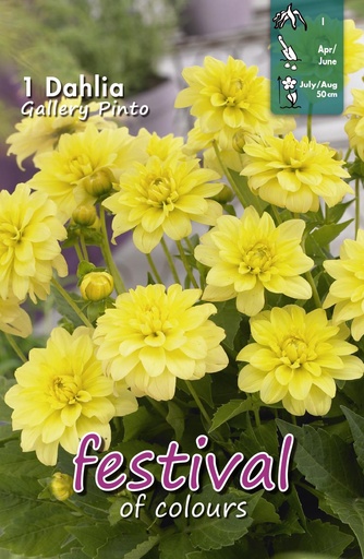 [09-204790] DAHLIA GALLERY PINTO - 1 st