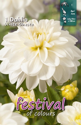 [09-202469] Dahlia White Onesta Waterlilly - 1 st