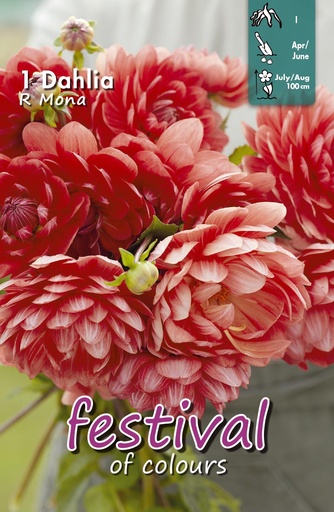 [09-204781] DAHLIA R MONA 1 st