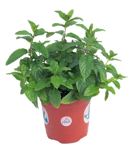 [04-002143] Gewone Groene Munt SPICATA - ca 0,1 g