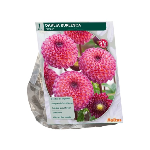 [09-206500] Dahlia Burlesca - 1st