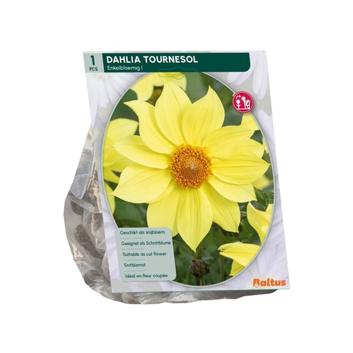 [09-206610] Dahlia Tournesol - 1st