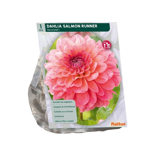 [09-206670] Dahlia Salmon Runner - 1st