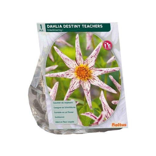 [09-206680] Dahlia Destiny Teachers - 1st