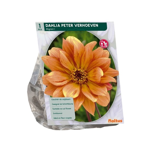 [09-206760] Dahlia Peter Verhoeven - 1st