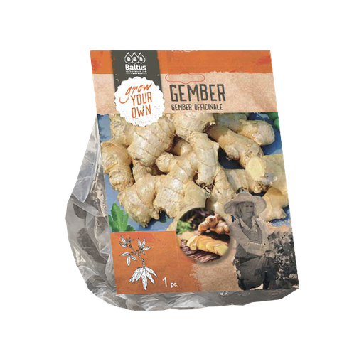 [09-225250] Gember Officinale - 1st