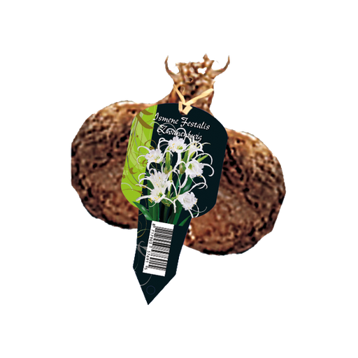 [09-215100] Ismene Festalis Zwanenburg - 1st