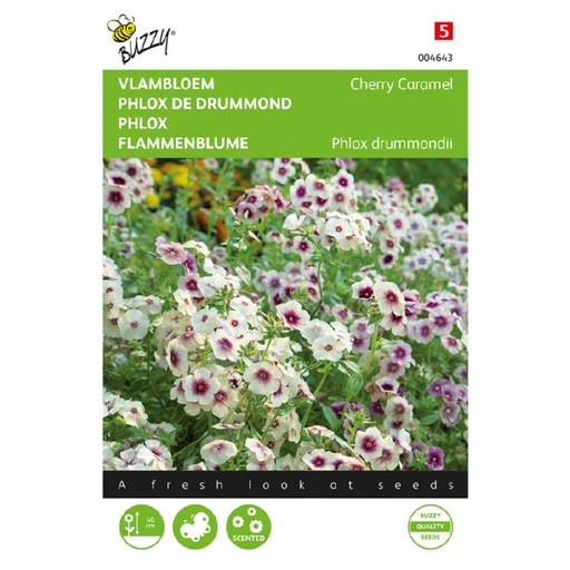 [02-004643] Phlox of Vlambloem CHERRY CARAMEL - 