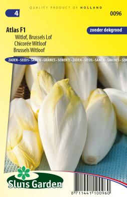 [01-000096] Brussels Witloof ATLAS - ca 475 z